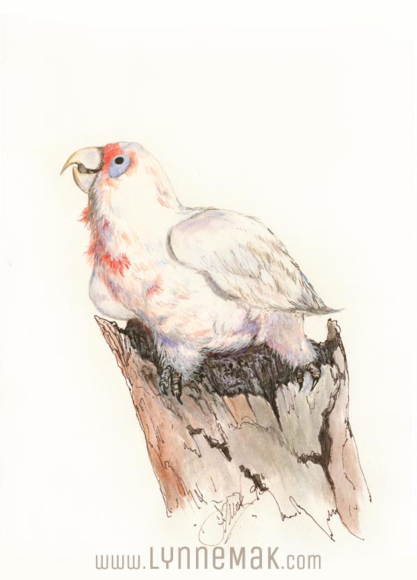 Corella - Lynne Mak – contemporary artist. Bird art – Australian birds and Australian parrots.