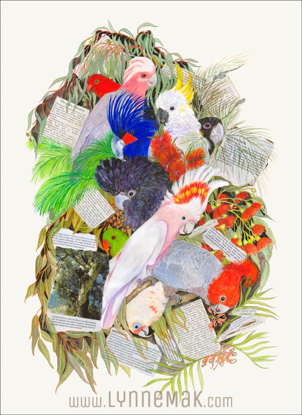 Australian parrots - Lynne Mak – contemporary artist. Bird art – Australian birds and Australian parrots.