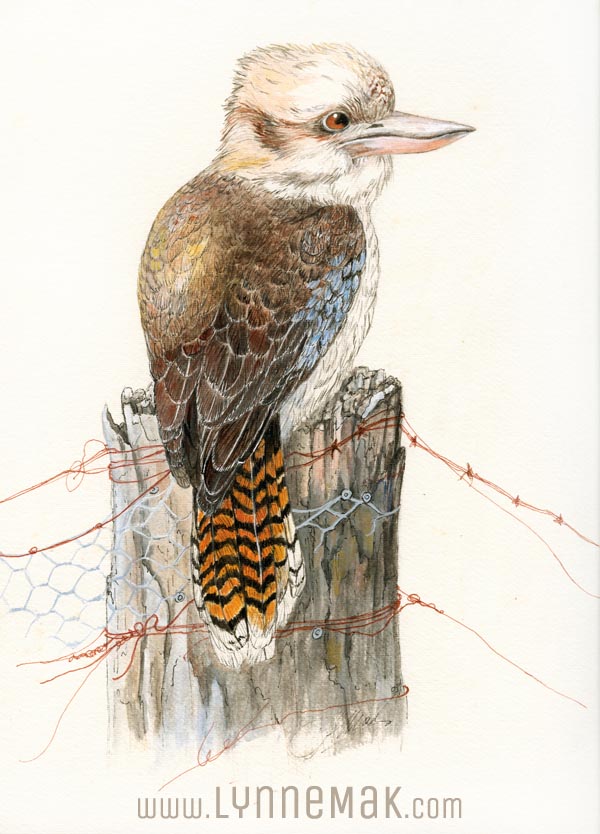 Kookaburra - Lynne Mak – contemporary artist. Bird art – Australian birds and Australian parrots.
