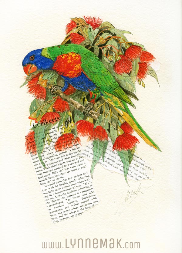 Rainbow Lorikeet - Lynne Mak – contemporary artist. Bird art – Australian birds and Australian parrots.