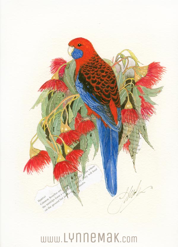 Crimson Rosella - Lynne Mak – contemporary artist. Bird art – Australian birds and Australian parrots.