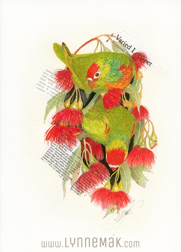 Varied Lorikeets - Lynne Mak – contemporary artist. Bird art – Australian birds and Australian parrots.
