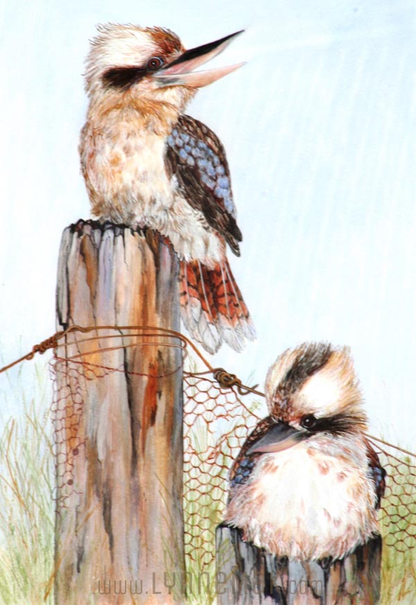 Kookaburra - Lynne Mak – contemporary artist. Bird art – Australian birds and Australian parrots.